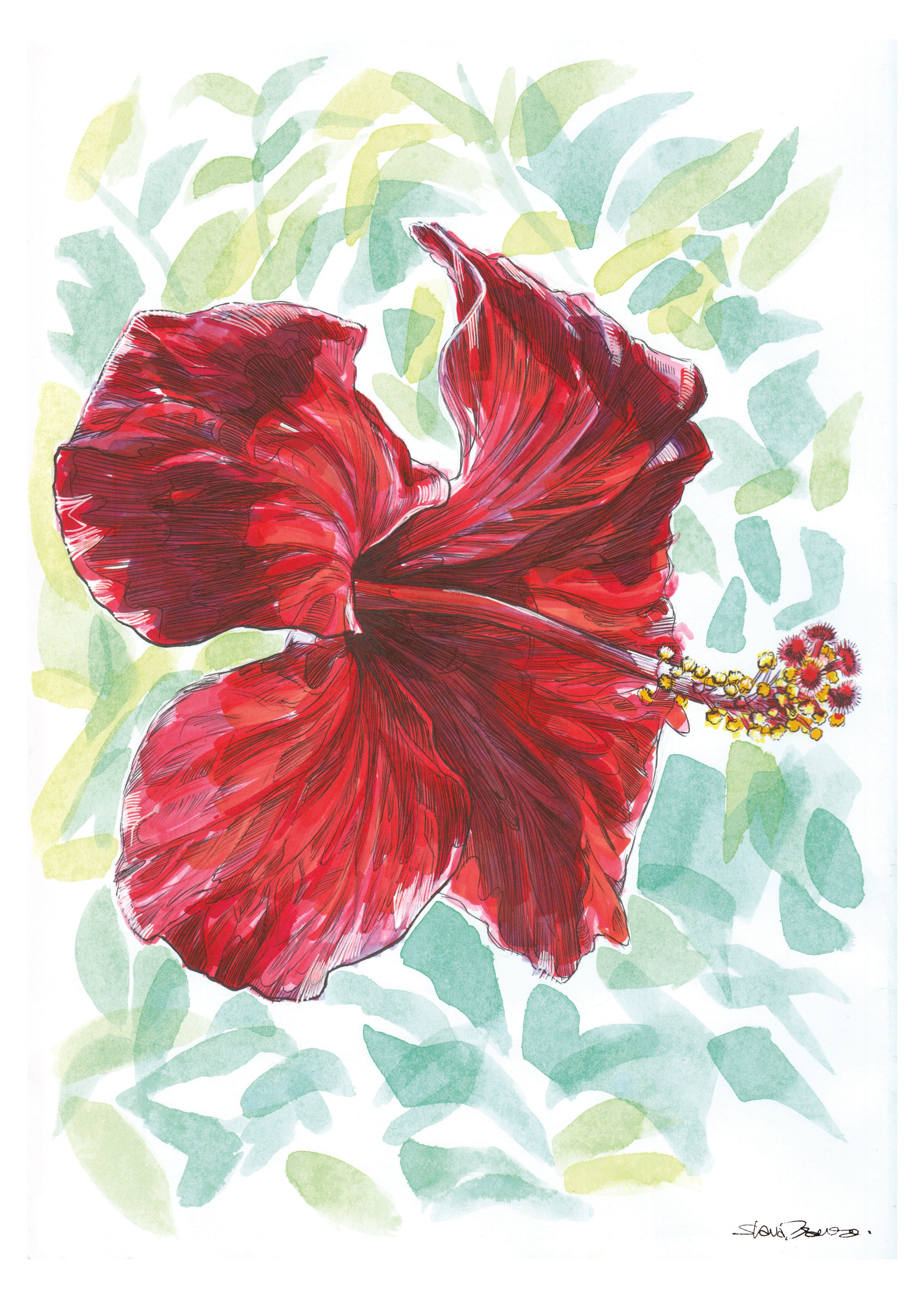 Hibiscus Flower