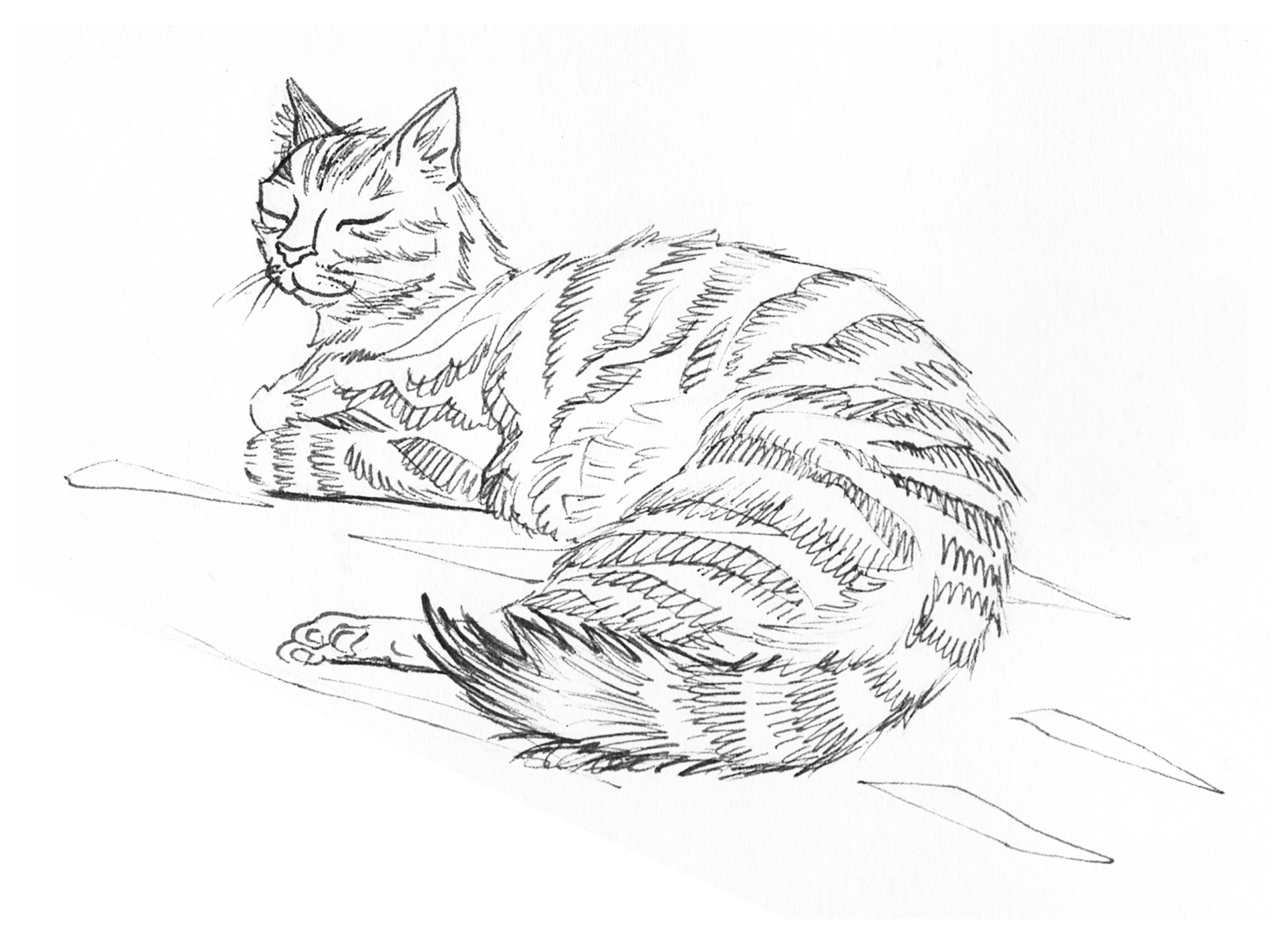 Sunbathing Cat