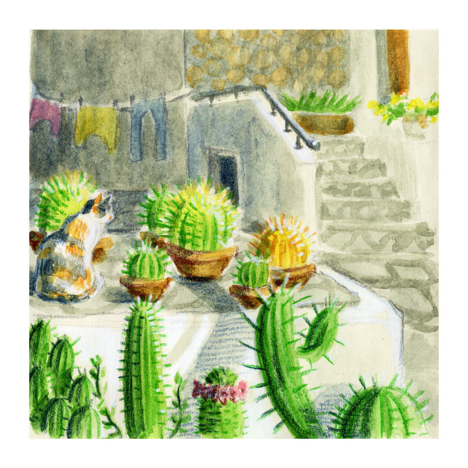 Cat & Cacti