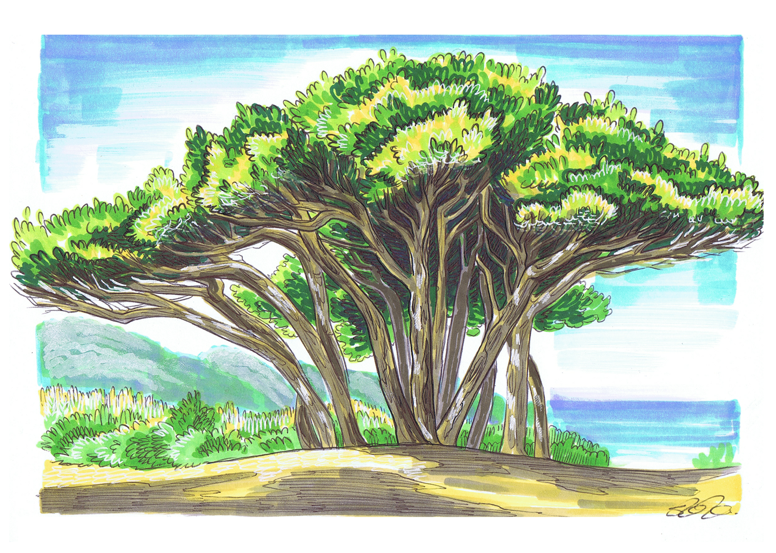 Mediterranean Trees