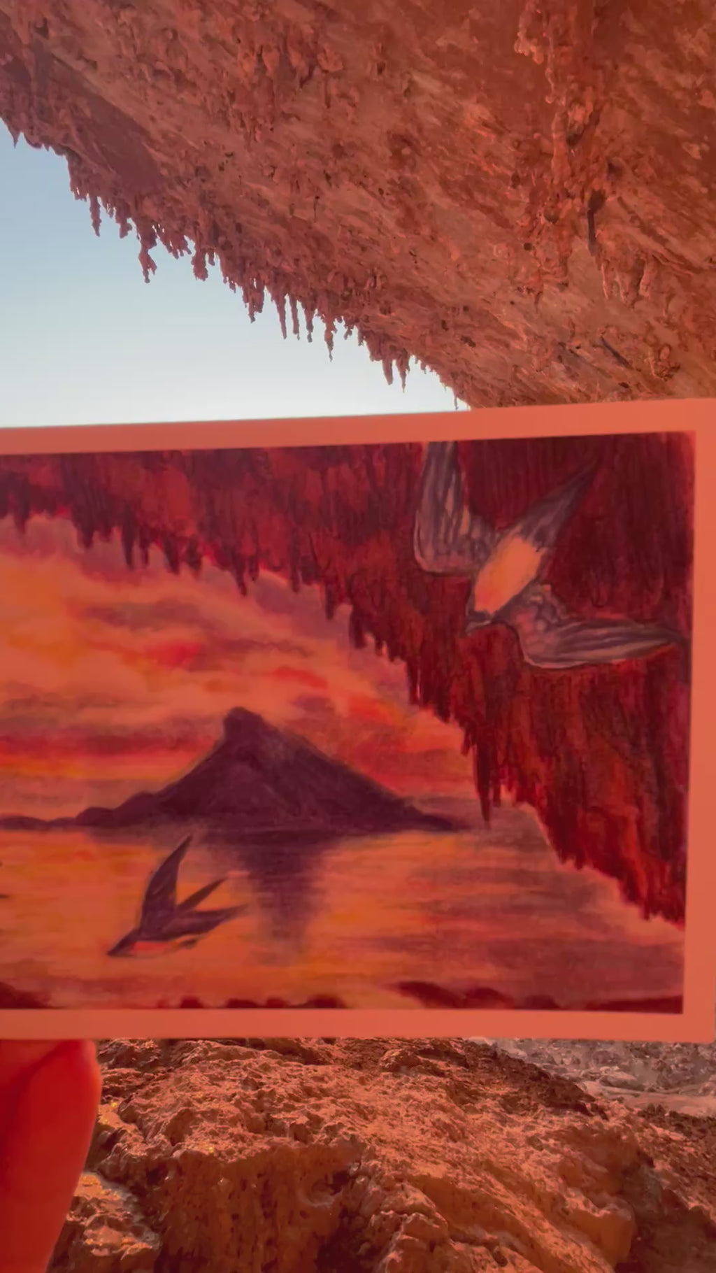 Sunset Swifts