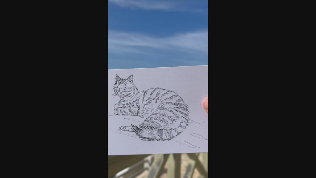 Sunbathing Cat