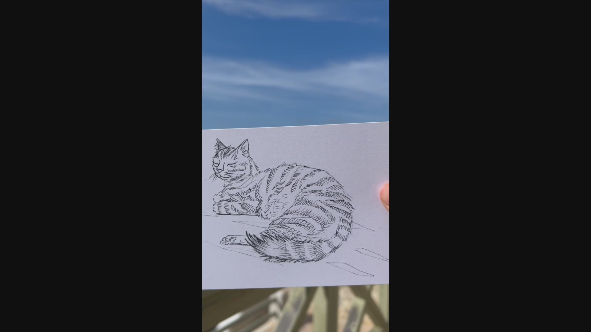 Sunbathing Cat